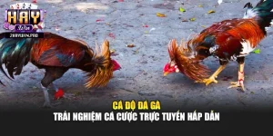 Cá Độ Đá Gà – Trải Nghiệm Cá Cược Trực Tuyến Hấp Dẫn