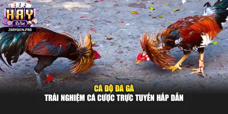 Cá Độ Đá Gà – Trải Nghiệm Cá Cược Trực Tuyến Hấp Dẫn