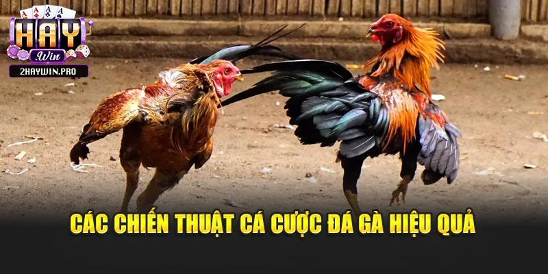Các chiến thuật cá cược đá gà hiệu quả