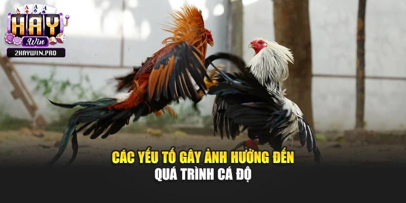 Các yếu tố gây ảnh hưởng đến quá trình cá độ
