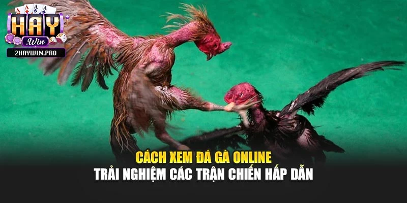Cách Xem Đá Gà Online – Trải Nghiệm Các Trận Chiến Hấp Dẫn