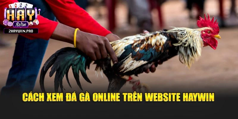 Cách xem đá gà online trên website Haywin