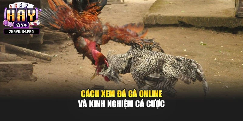 Cách xem đá gà online và kinh nghiệm cá cược