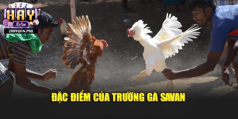 Đặc điểm của trường gà Savan