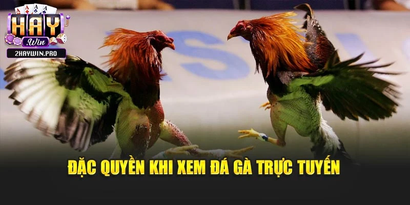 Đặc quyền khi xem đá gà trực tuyến