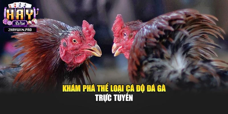Khám phá thể loại cá độ đá gà trực tuyến