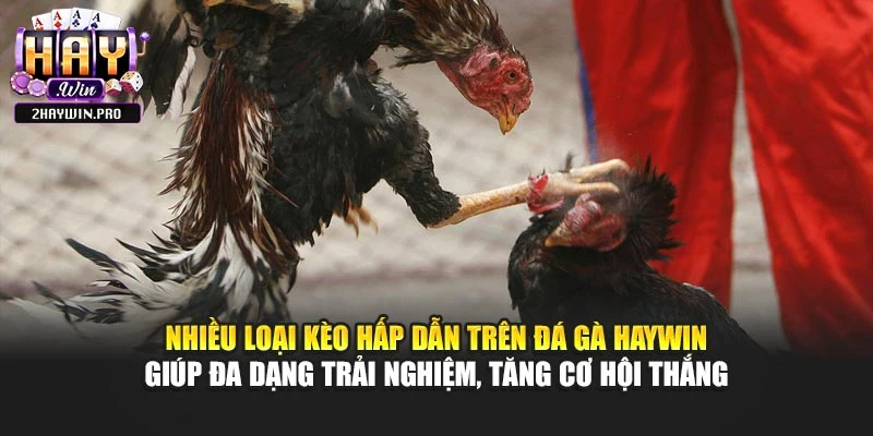 Nhiều loại kèo hấp dẫn trên đá gà HAYWIN giúp đa dạng trải nghiệm, tăng cơ hội thắng