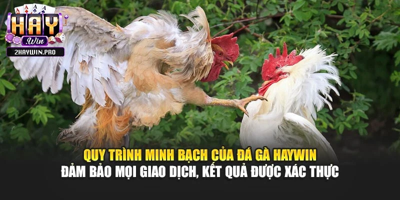 Quy trình minh bạch của đá gà HAYWIN đảm bảo mọi giao dịch, kết quả được xác thực