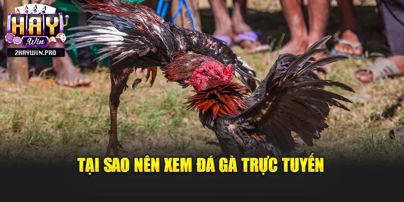Tại sao nên xem đá gà trực tuyến