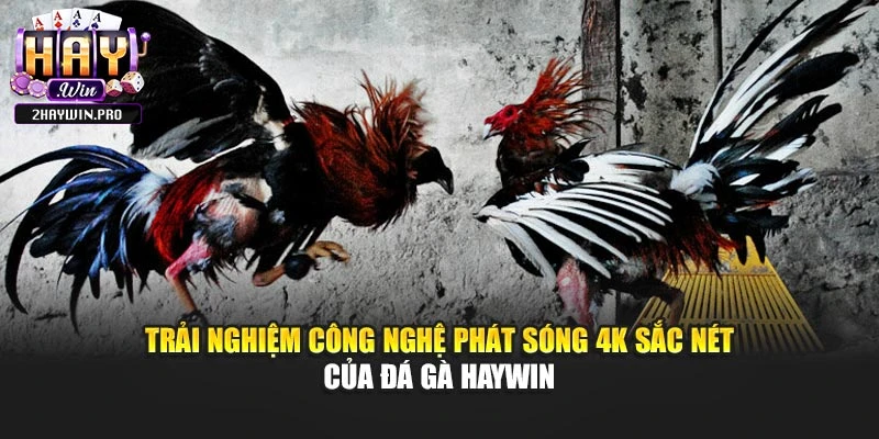 Trải nghiệm công nghệ phát sóng 4K sắc nét của đá gà HAYWIN