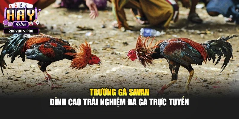Trường Gà Savan – Đỉnh Cao Trải Nghiệm Đá Gà Trực Tuyến